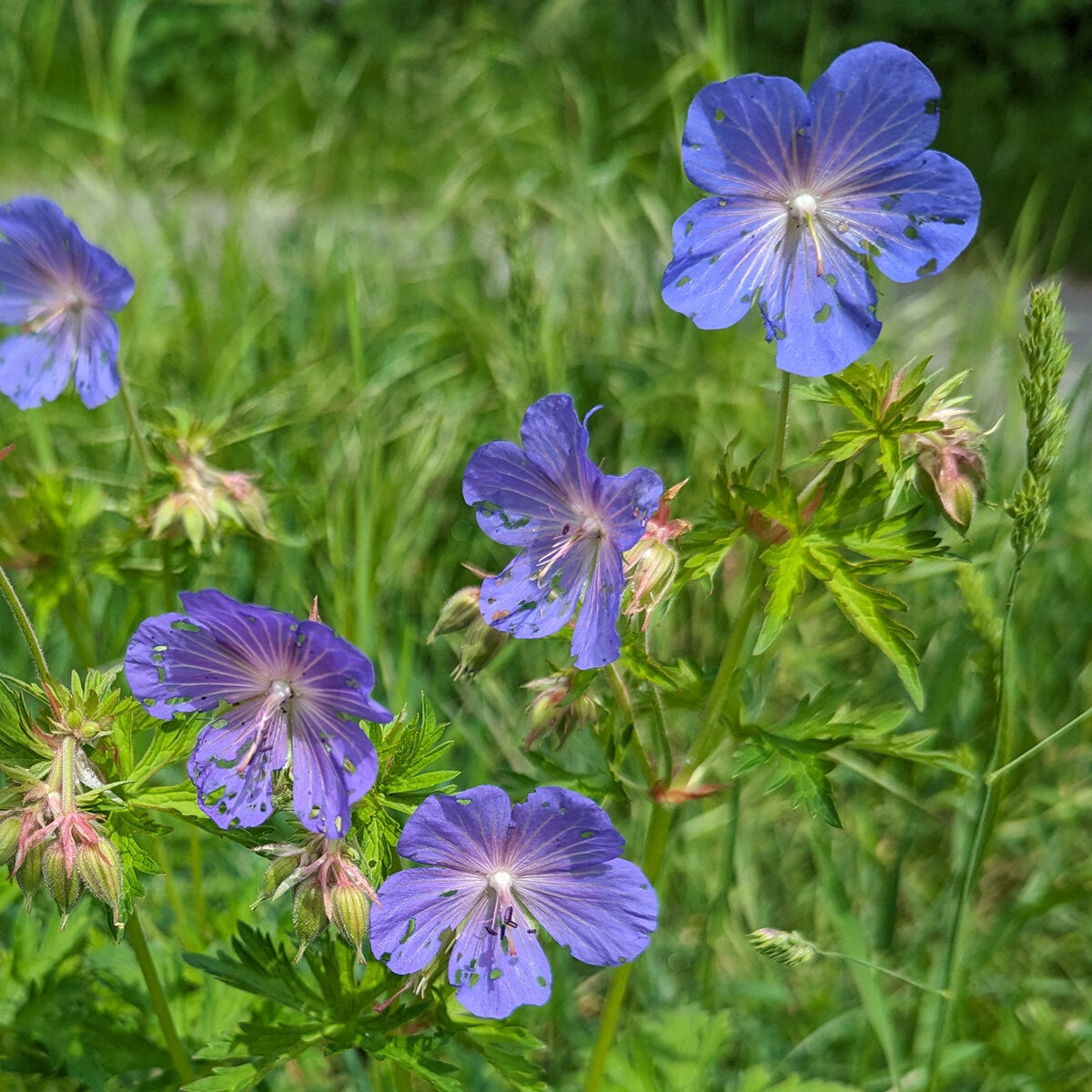 Non-GMO Meadow Geranium flower seeds for cottage gardens