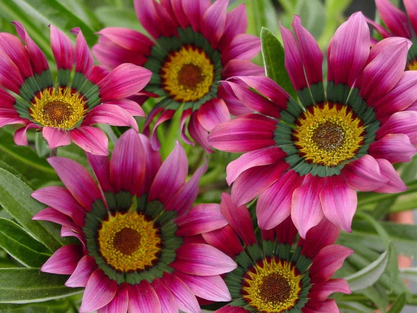 Non-GMO Cream Pink Gazania Seeds for Home Gardening