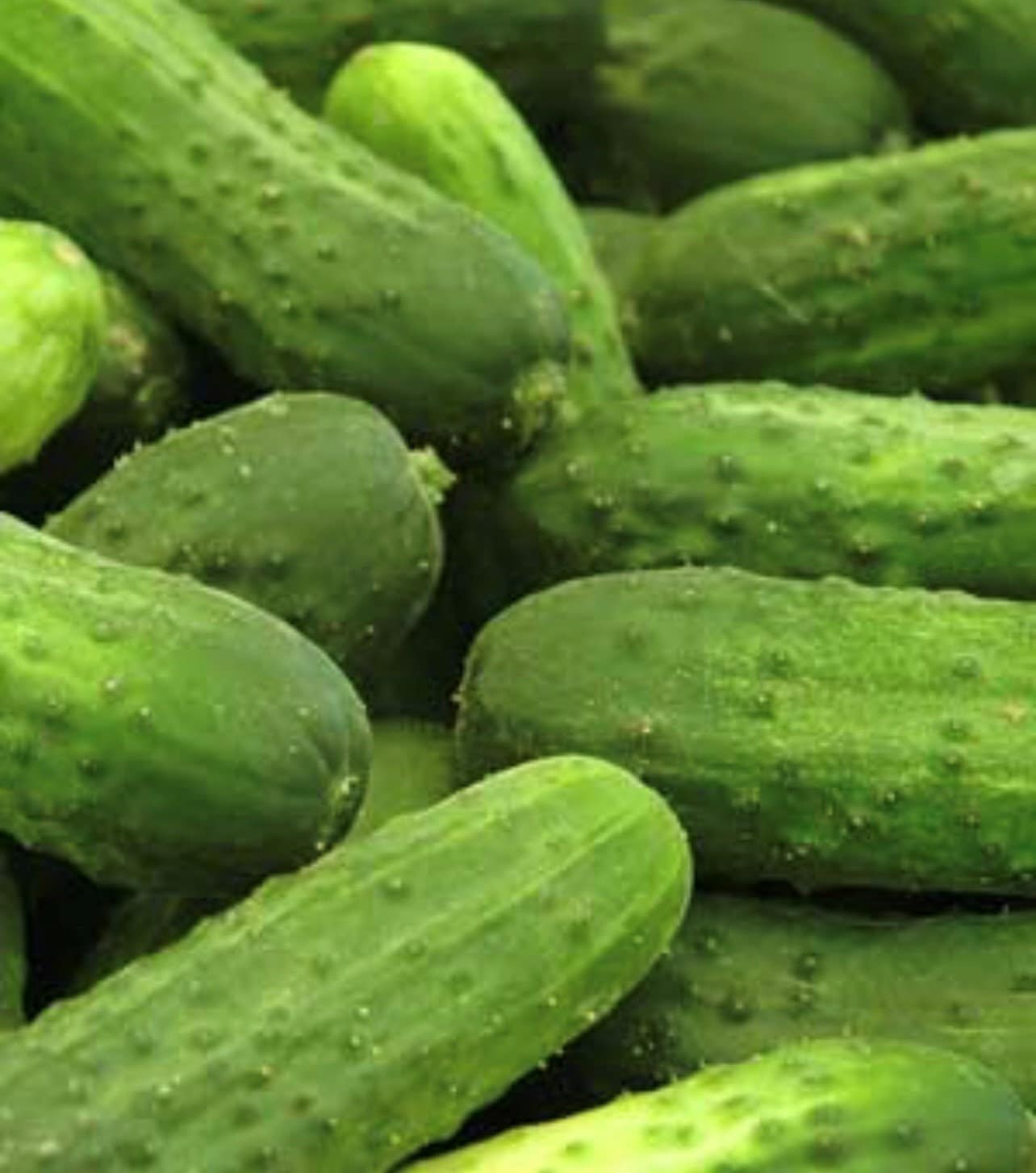 High germination Cucumber Pioneer seeds for gardening