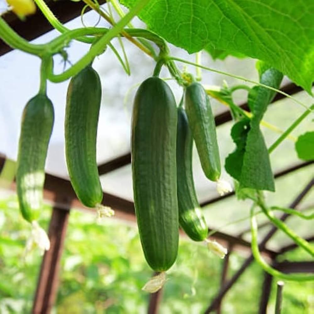 Non-GMO cucumber seeds slicing green variety for home gardens