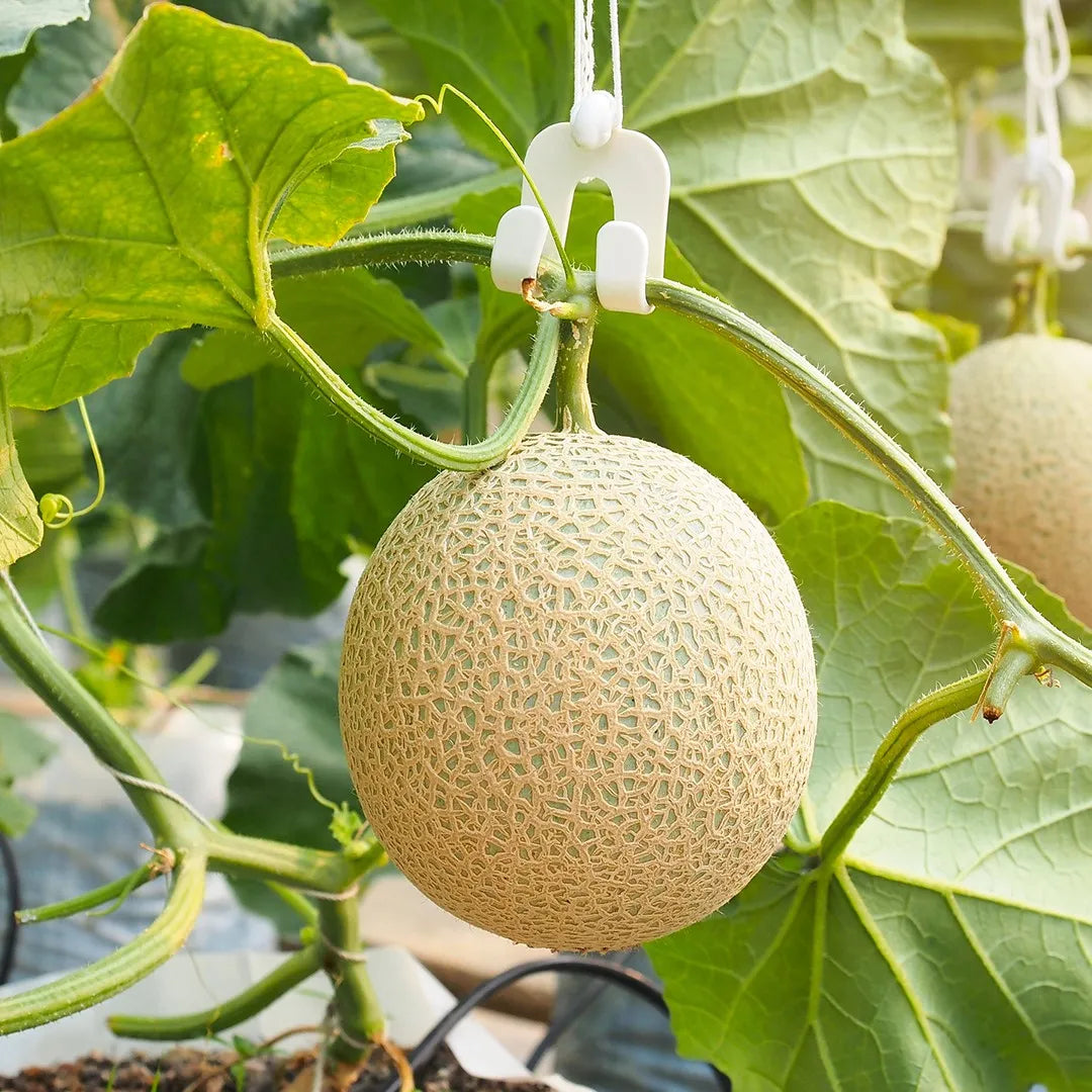 Non-GMO Cucumis Melo seeds for sweet melon harvests