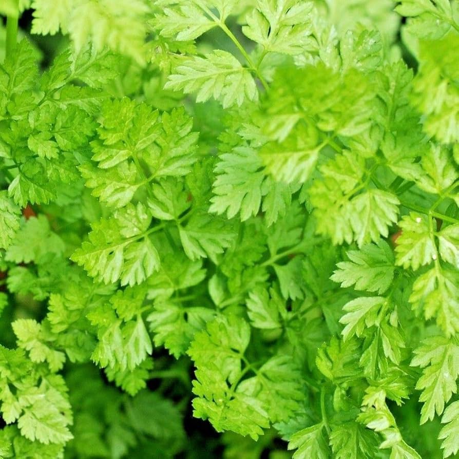 Non-GMO Curled Chervil seeds for outdoor gardens