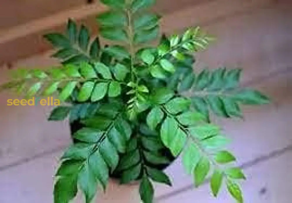 Non-GMO Curry Leaf plant seeds