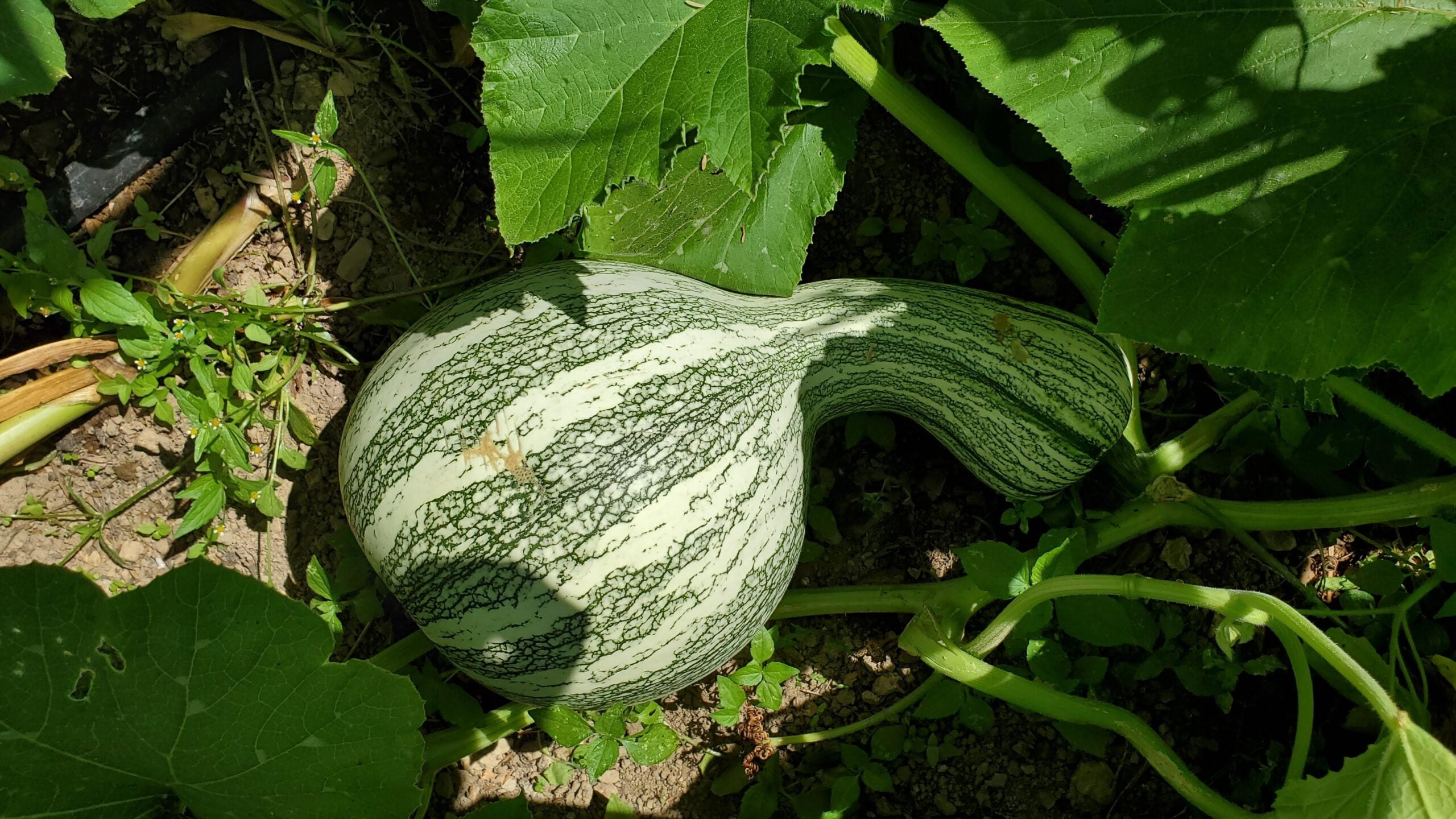 Non GMO Cushaw pumpkin seeds