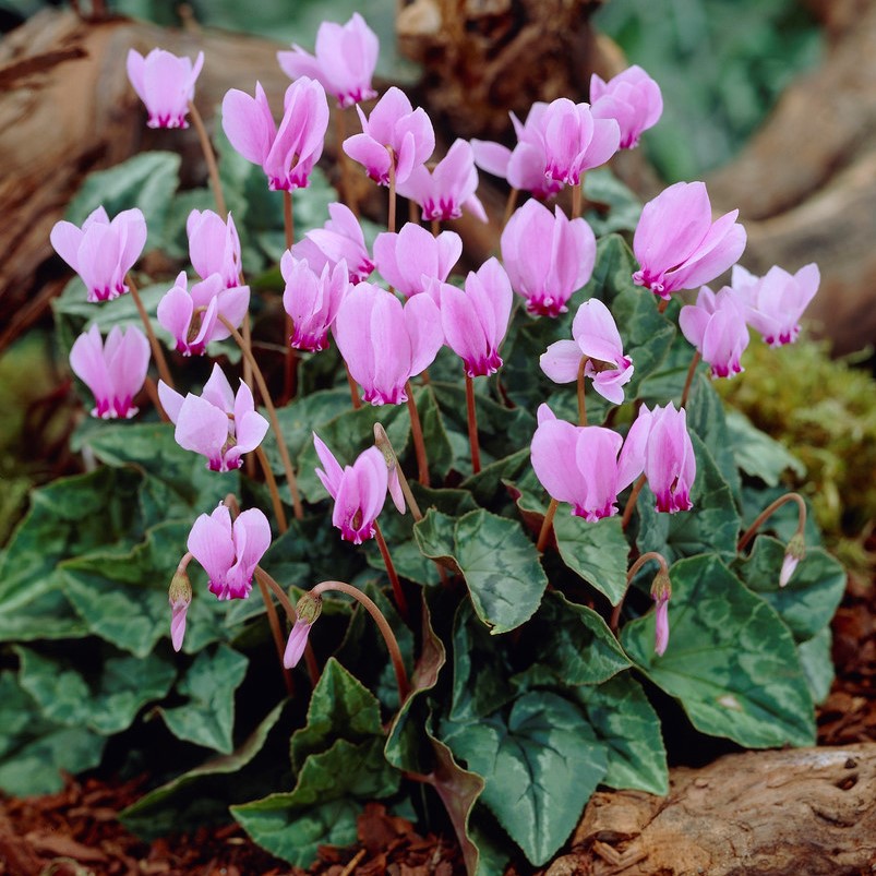 Non-GMO Cyclamen Seeds premium quality for planting