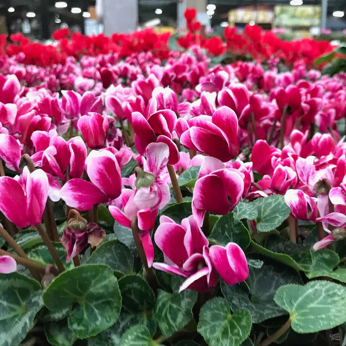 Non Gmo Cyclamen Seeds