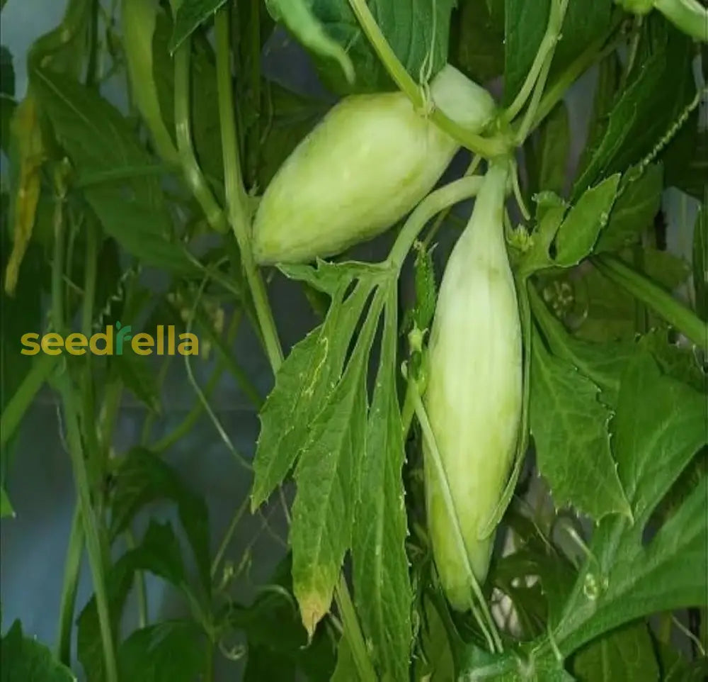 High germination Cyclanthera seeds for gardening