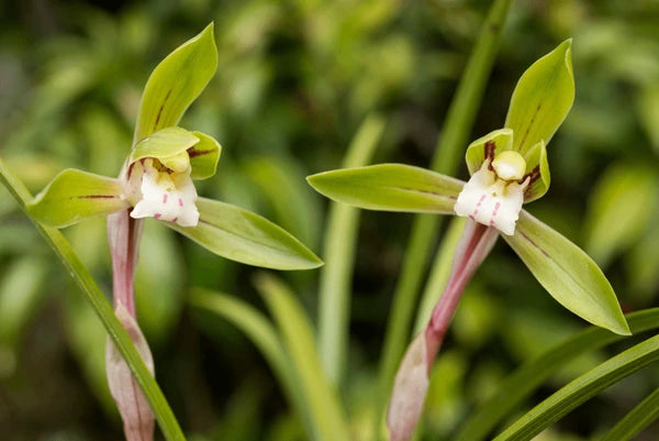 Non-GMO Cymbidium Maxillaria Goeringii Lime Green Orchid Seeds for Home Gardening