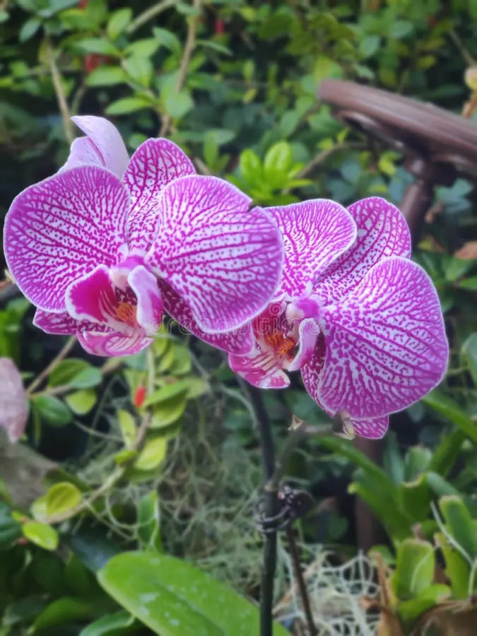 Non Gmo Cymbidium Orchid Seeds