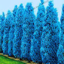 Non-GMO Cypress Platycladus Sea Blue Seeds for Home Gardening