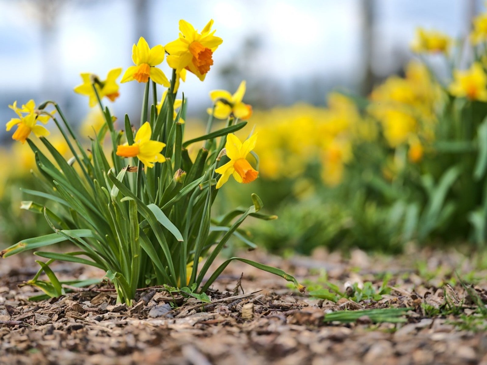 Non-GMO Daffodil Seeds for Gardening