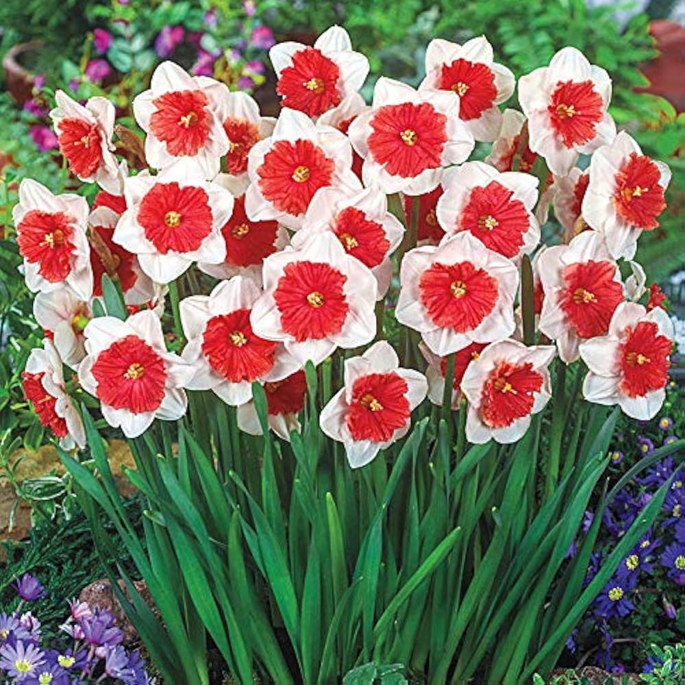 Non-GMO Daffodil Seeds for Vibrant Spring Flowers