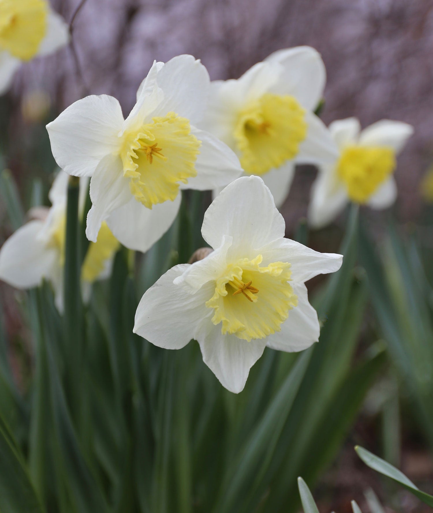 Non-GMO Yellow and White Daffodil Seeds for Gardening
