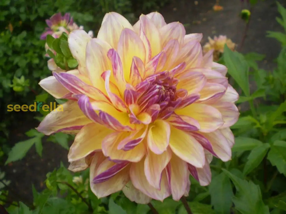 Non Gmo Dahlia Fantasy Seeds