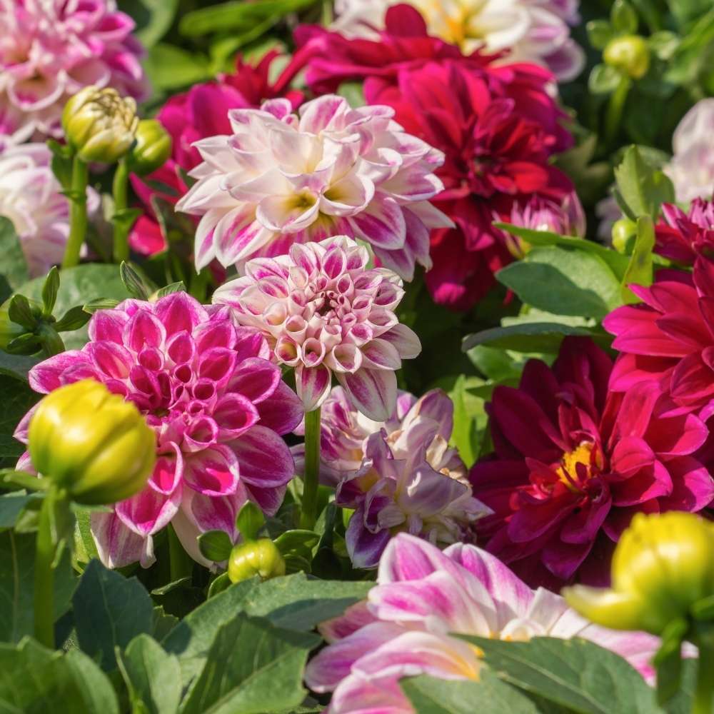 Non Gmo Dahlia Flower Seeds
