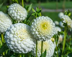 Premium Non-GMO White Dahlia Seeds for Planting