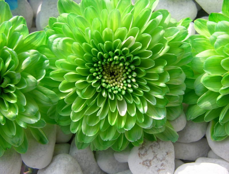 Premium Non-GMO Sea Green Dahlia Seeds for Planting
