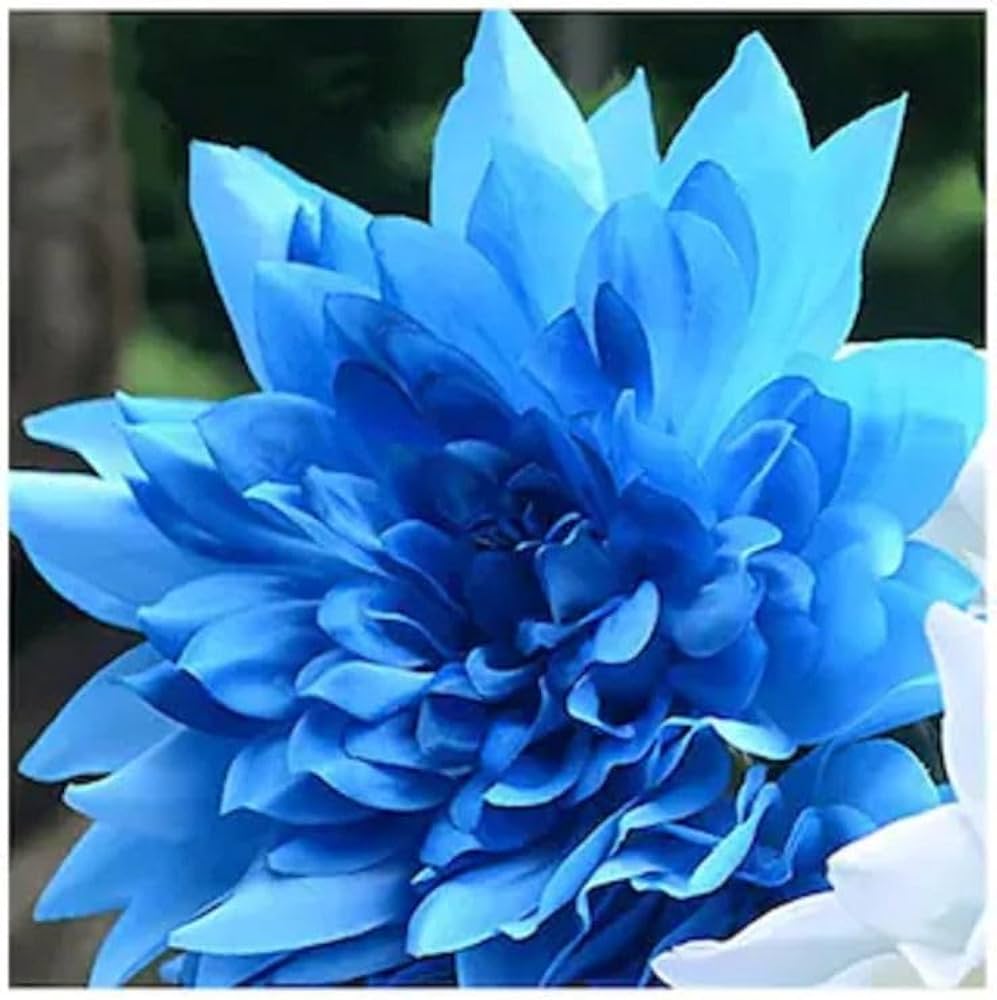 Non Gmo Dahlia Seeds