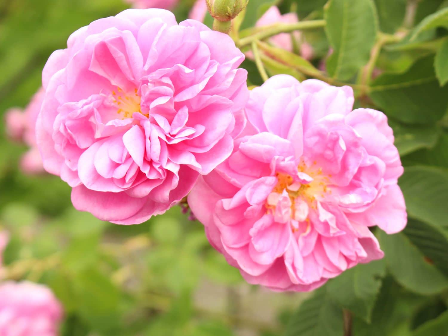 Non-GMO Damask Rose Flower Seeds