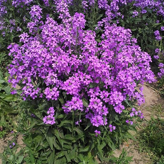 Non-GMO Fuchsia Dames Rocket Flower Seeds