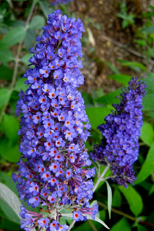 Non-GMO Dark Blue Buddleia Seeds for Gardening