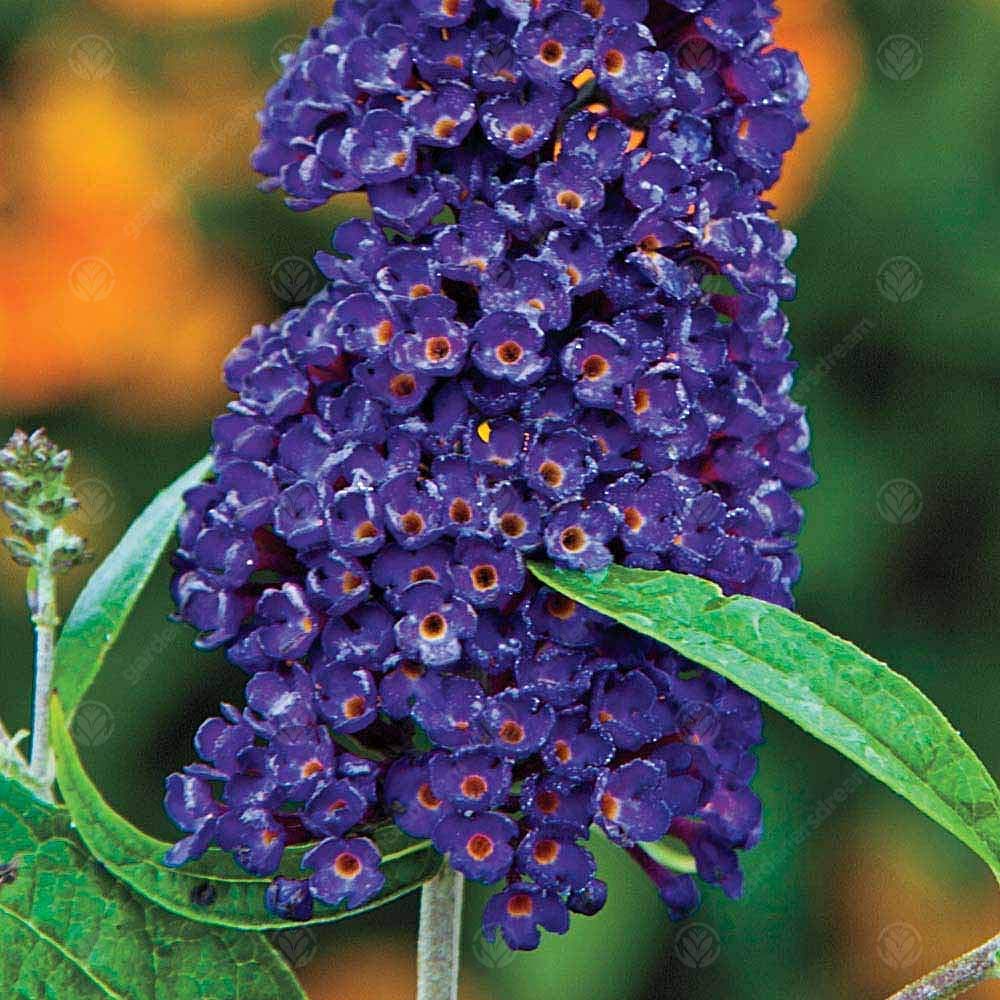 Non-GMO Dark Blue Buddleia Seeds for Gardening