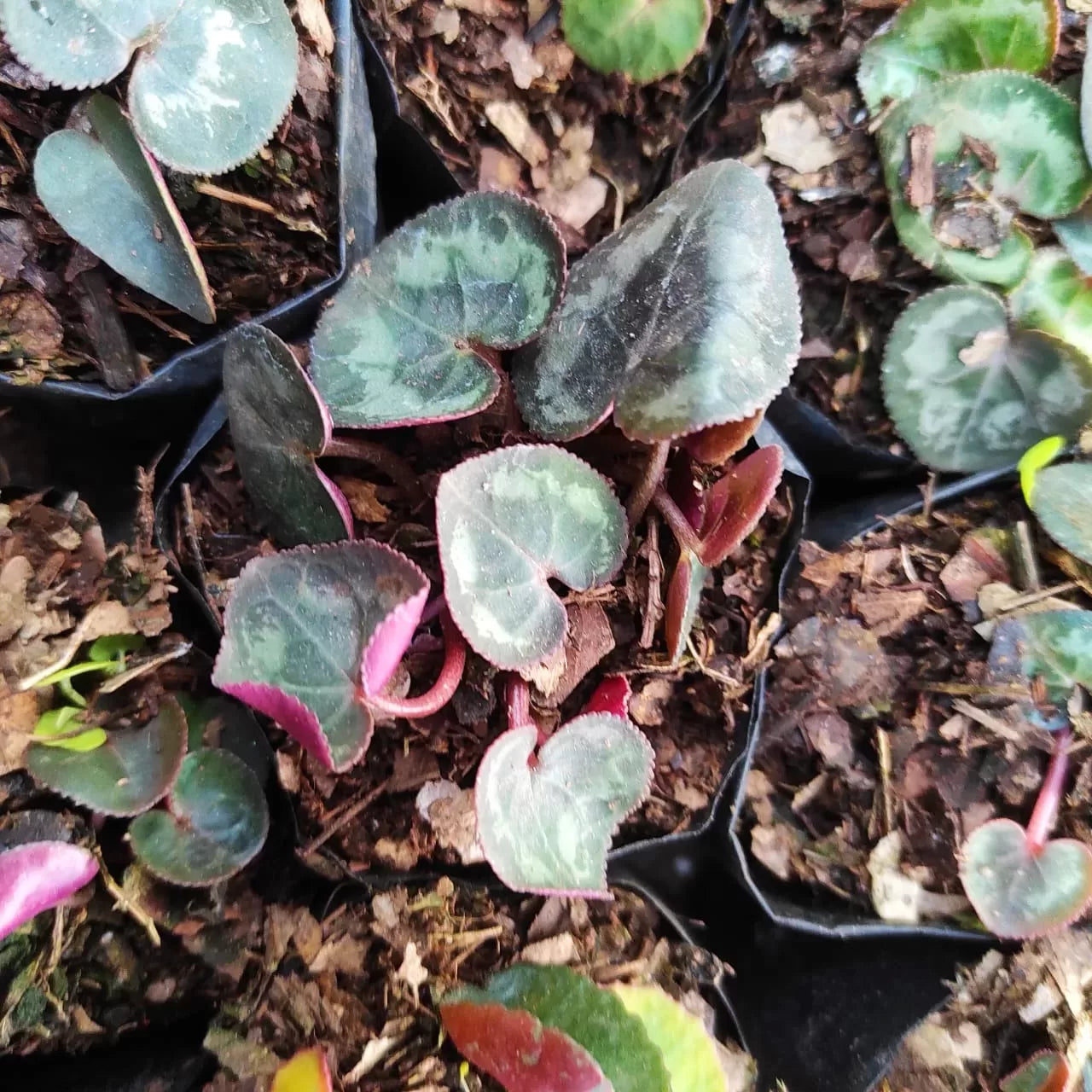 Non-GMO Dark Blue Cyclamen Flower Seeds