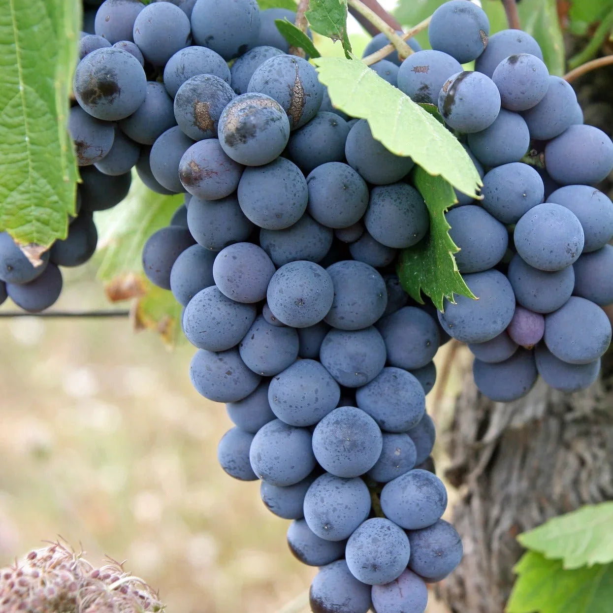 Non-GMO Dark Blue Grape Seeds for Easy Home Growing