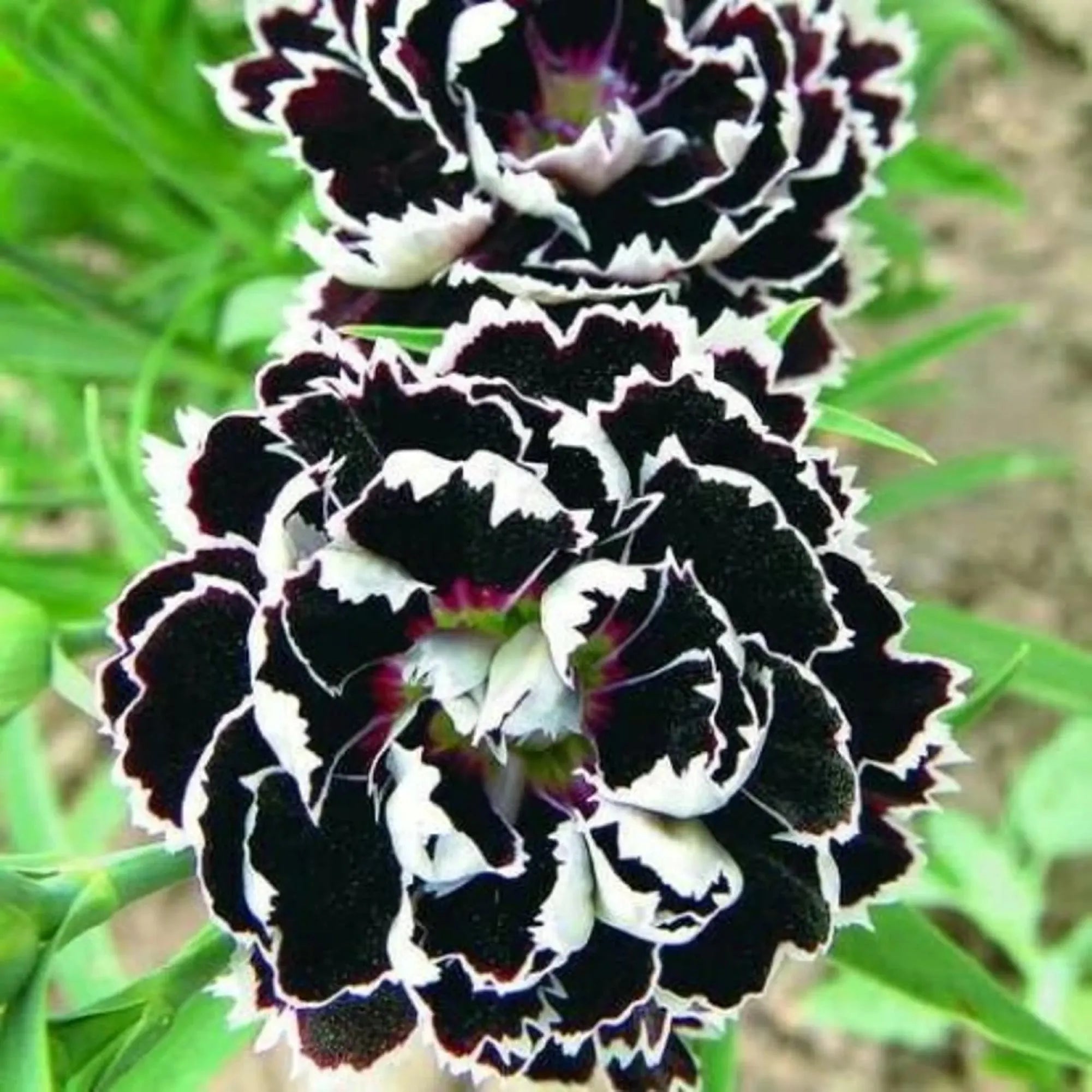 Non-GMO Dark Carnation Seeds for Gardening