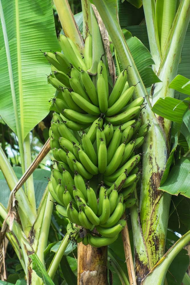 Non-GMO dark green banana seeds for tropical home gardens