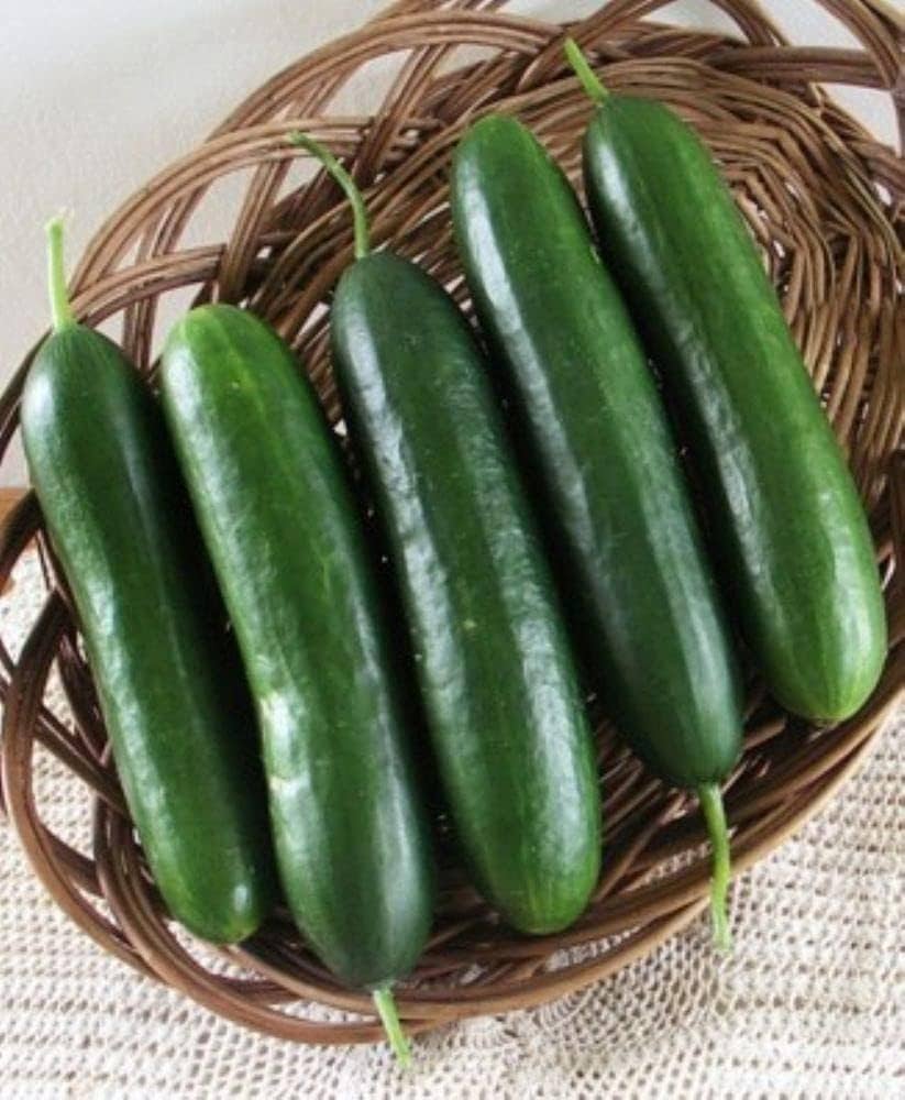 Non GMO dark green cucumber seeds for garden planting