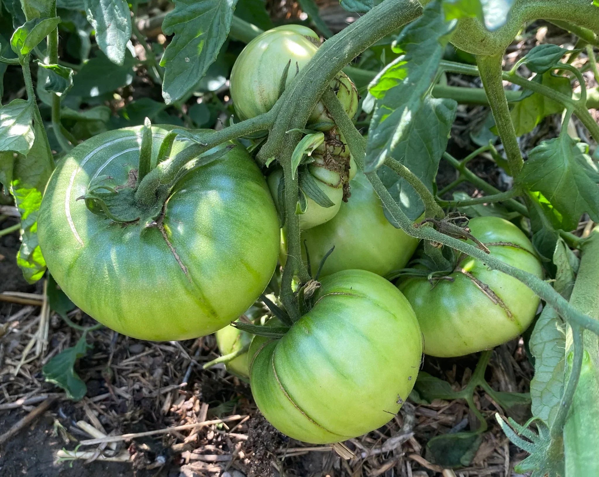 Non GMO dark green tomato seeds