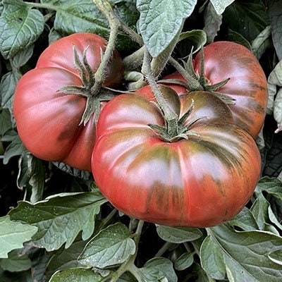 Non GMO dark maroon tomato seeds