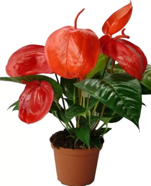 Non-GMO Dark Orange Anthurium Seeds