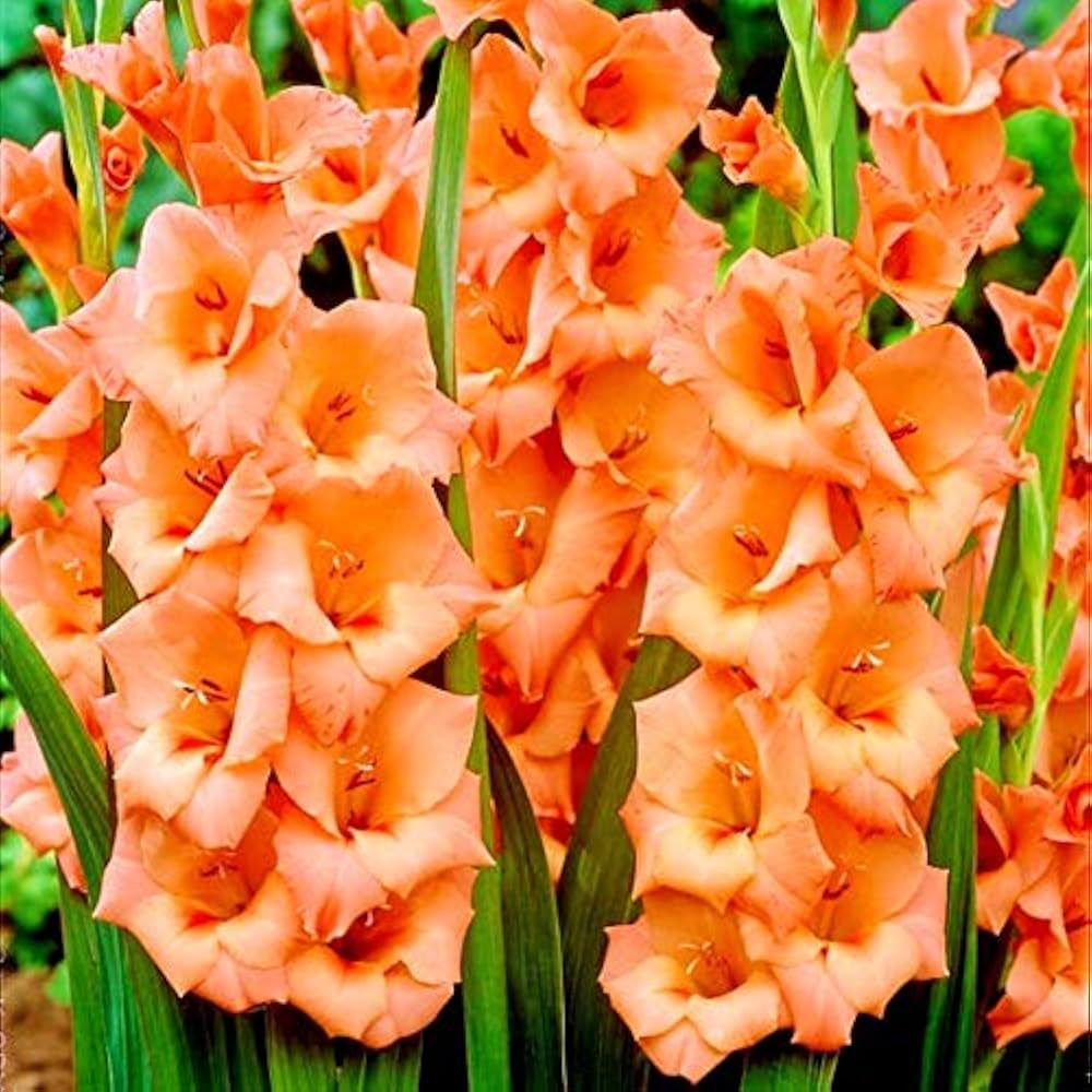Non-GMO Dark Orange Gladiolus Seeds for Gardening