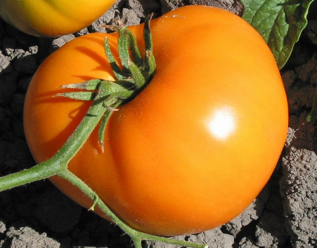Non GMO dark orange tomato seeds