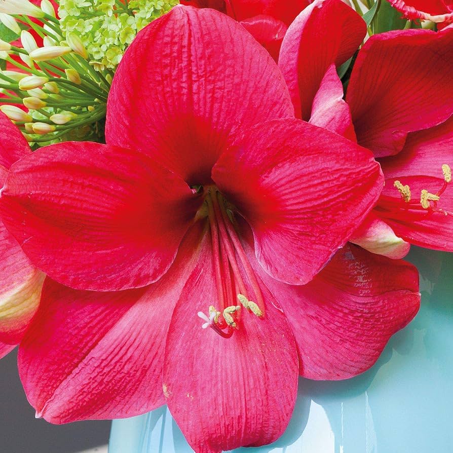 Non-GMO Dark Pink Amaryllis Barbados Seeds for Home Gardening