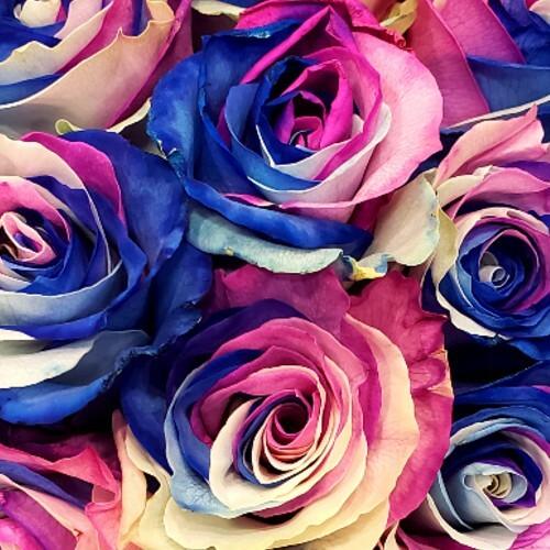 Premium Non-GMO Dark Pink & Blue Rose Seeds