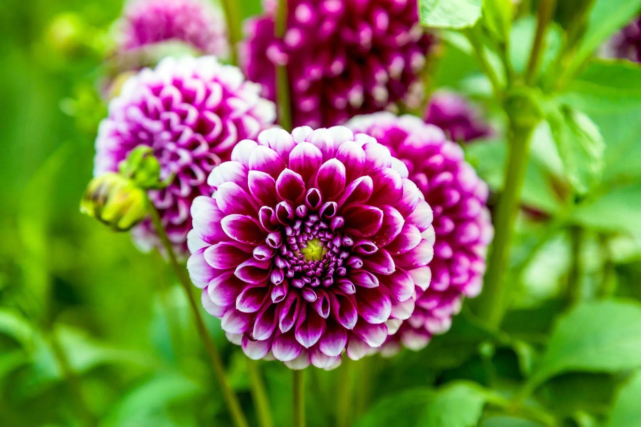 Non-GMO Dark Pink Two-Color Dahlia Seeds for Gardening