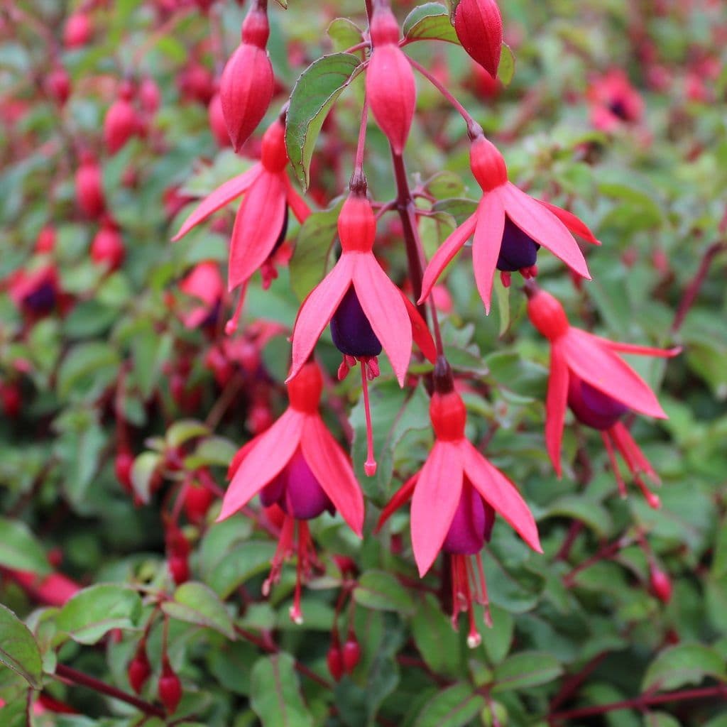Non-GMO Dark Pink Fuchsia Seeds for Home Gardening