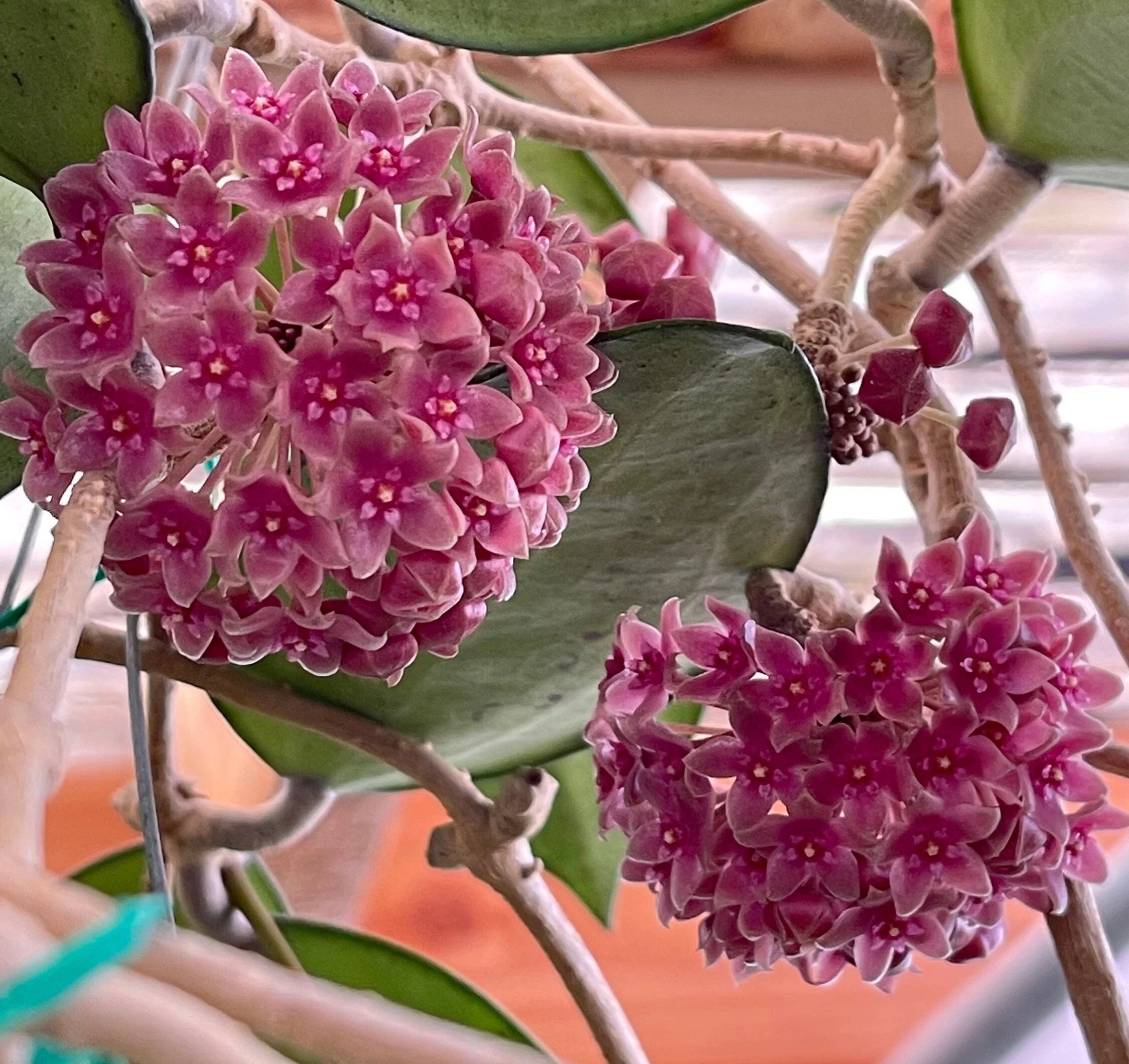Non-GMO Dark Pink Hoya Seeds for Gardening
