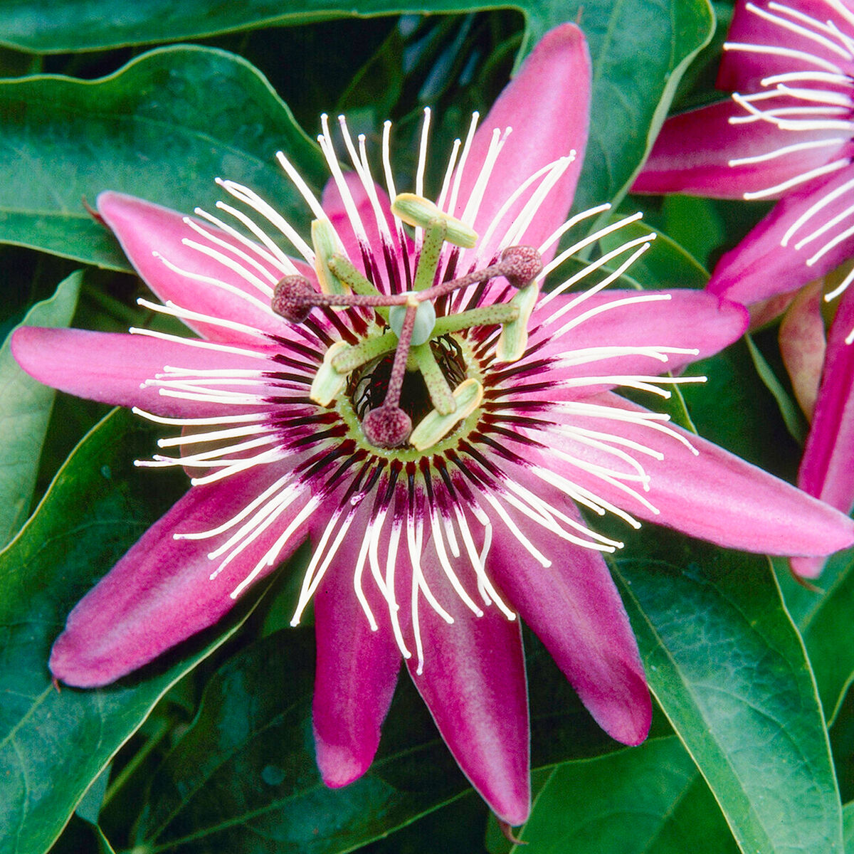 Non-GMO Dark Pink Passion Flower Seeds for Home Gardening