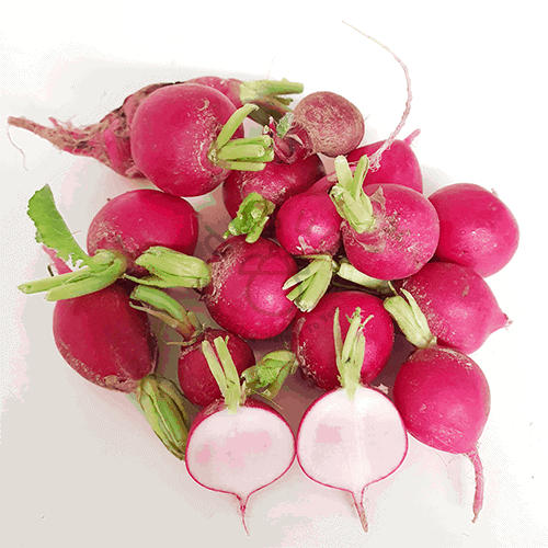 Non GMO dark pink radish seeds