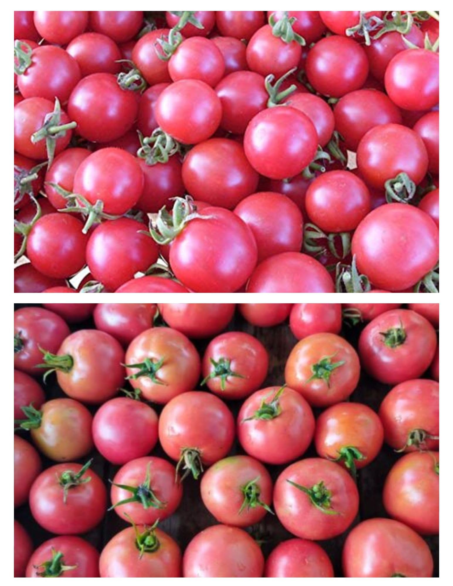 Non GMO dark pink tomato seeds