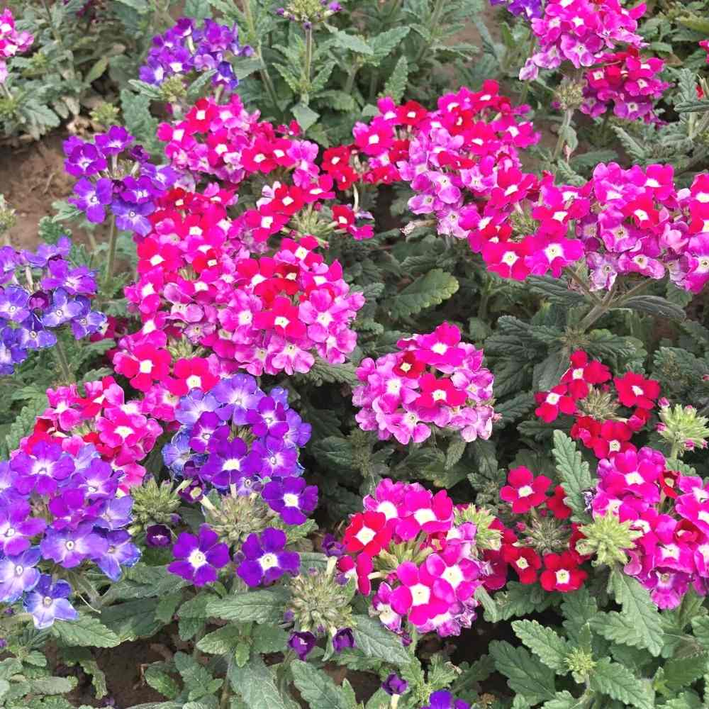 Non-GMO Dark Pink Verbena Flower Seeds