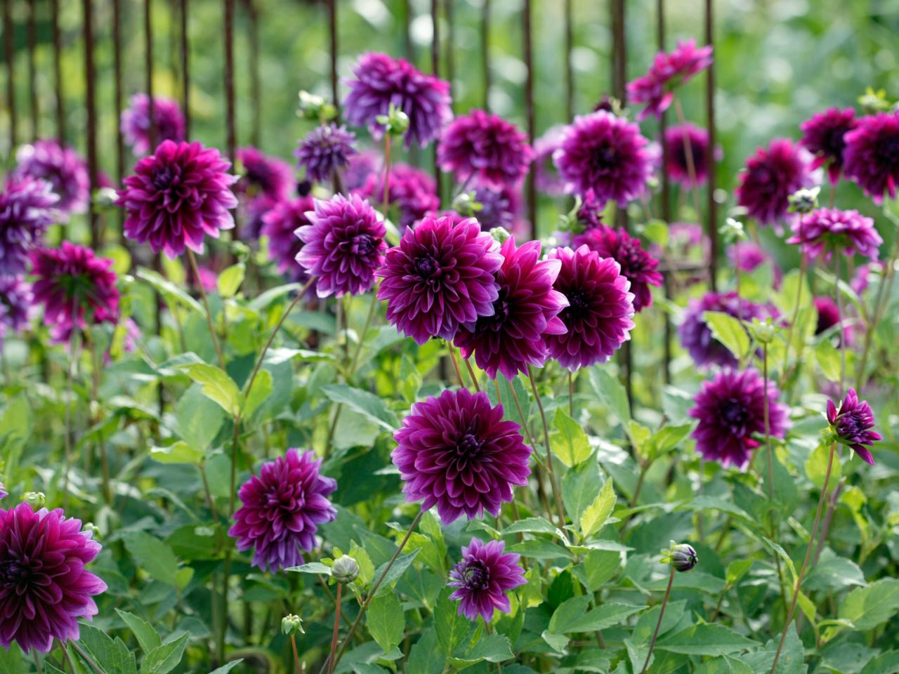 Non-GMO Dark Purple Dahlia Seeds for Gardening