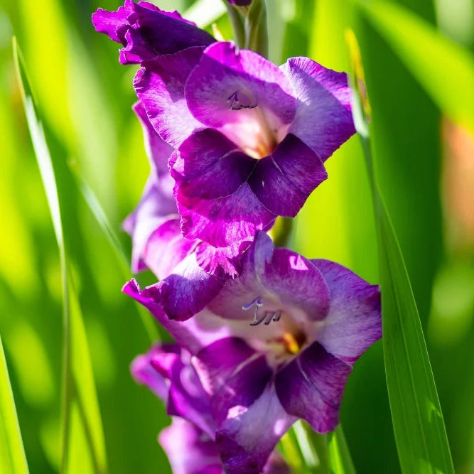 Non-GMO Dark Purple Gladiolus Seeds for Gardening