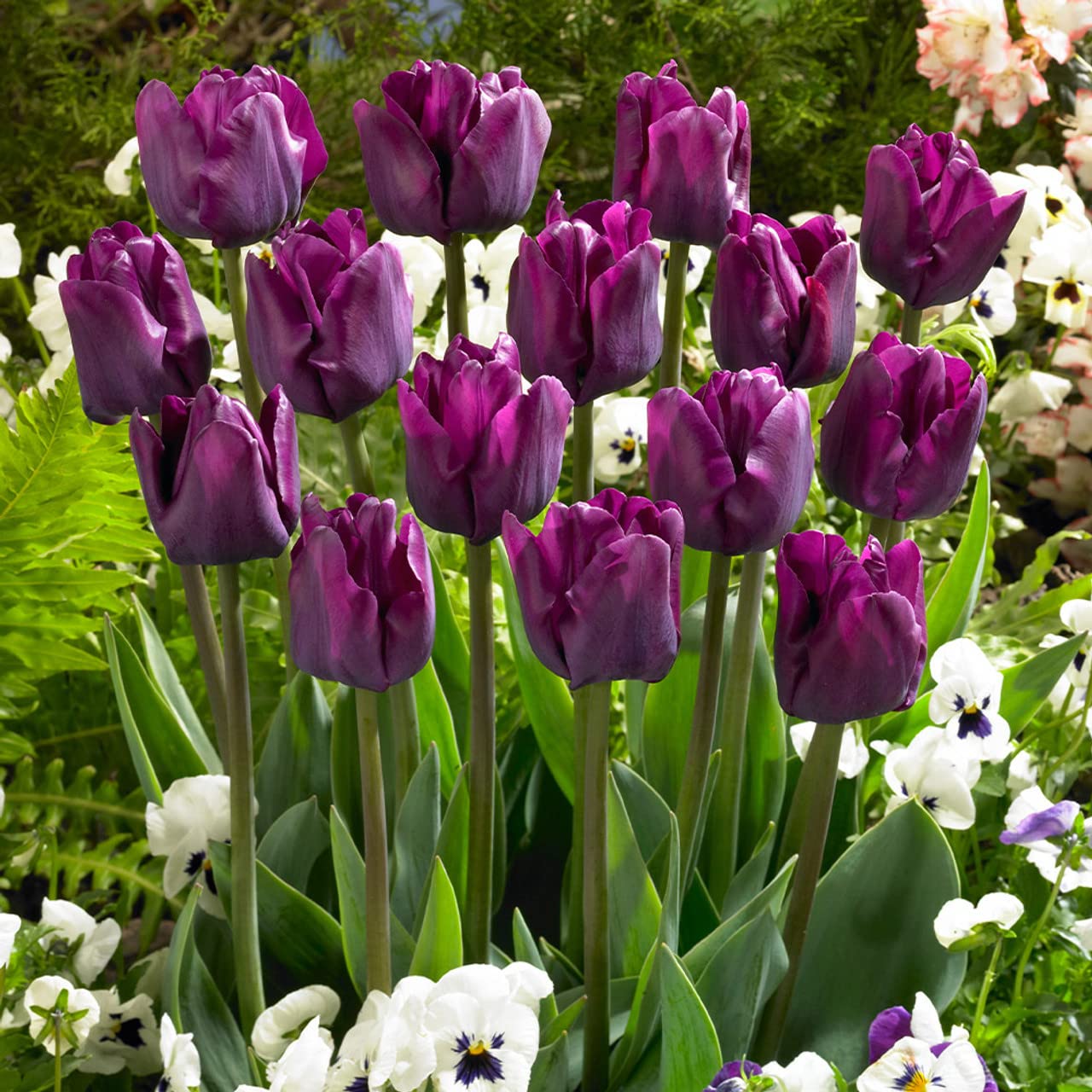 Non-GMO Dark Purple Tulip Seeds for Gardening
