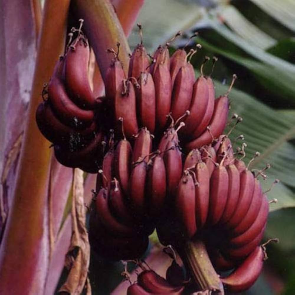 Non-GMO dark red banana seeds for tropical home gardens