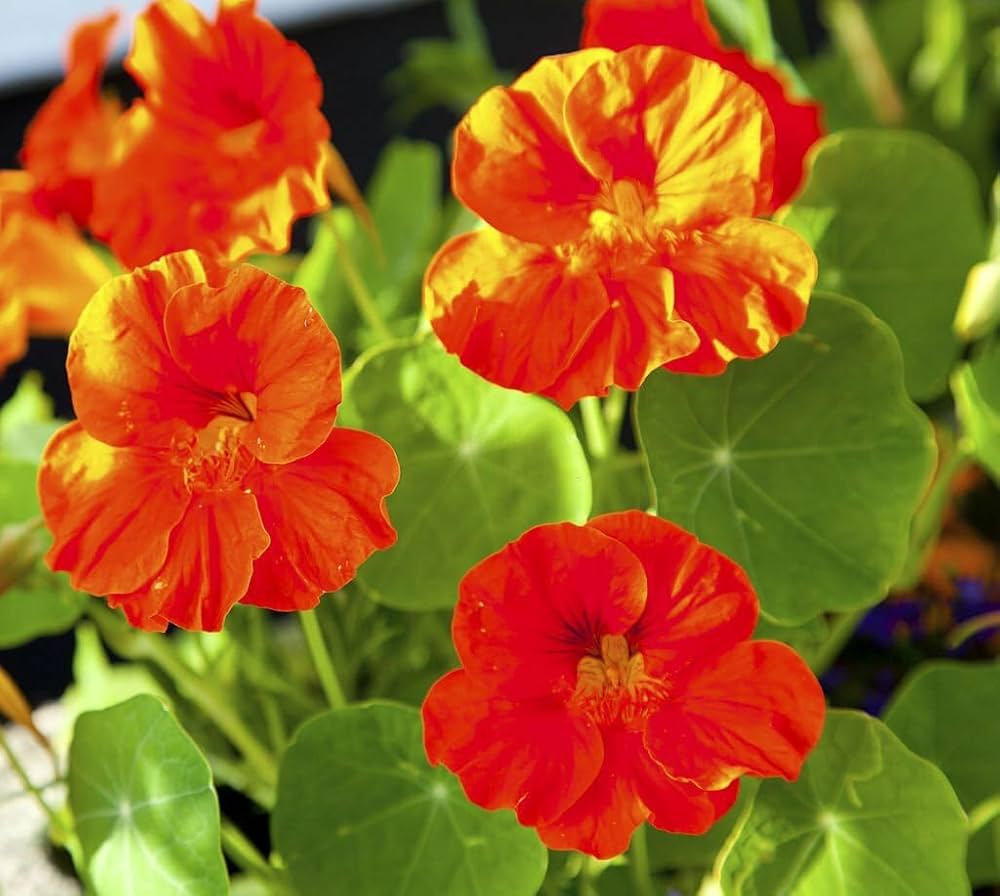 Non-GMO Dark Red Nasturtium Seeds for Gardening